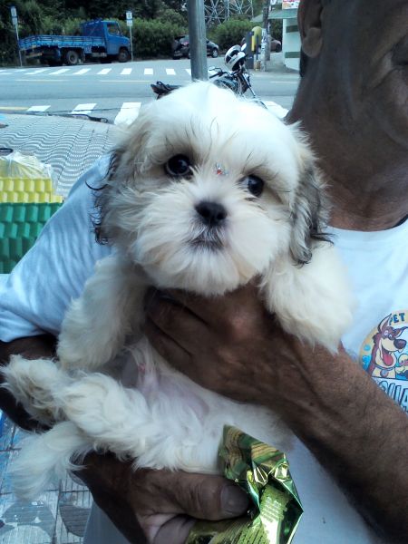 lhasa apso