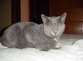 gato bobtail americano